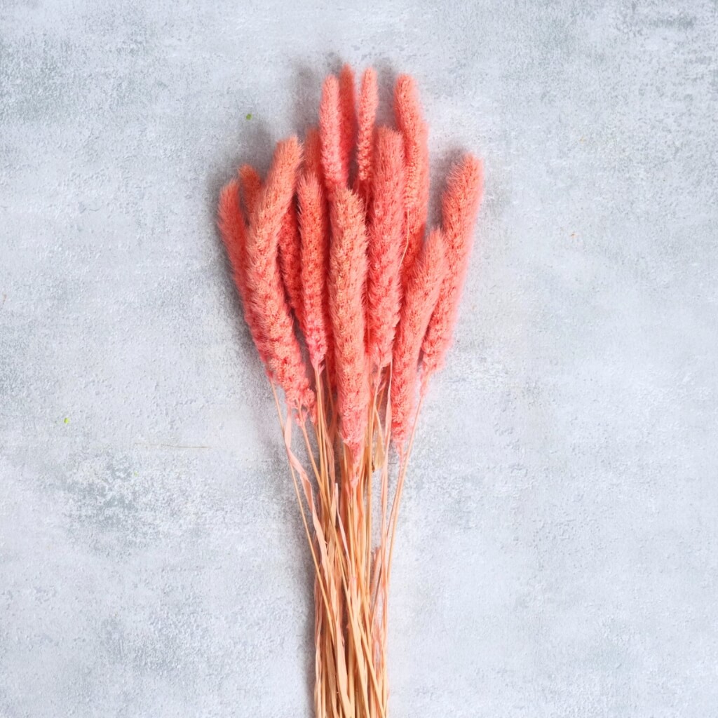 Sušená setaria v růžové barvě – detail klásků